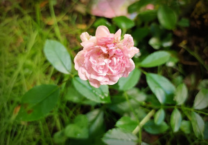 Różowa różyczka na tle trawy i liści.