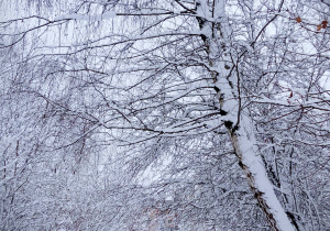 Biały, zimowy krajobraz. Ośnieżona ścieżka. krzaki i pochylone drzewo.