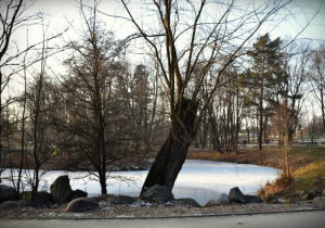 Widok parku. Wśród drzew zamarznięte jezioro w białym kolorze.