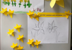 Na szarej tablicy wiszą dwie prace z narysowanymi kwiatkami. Wokół nich przyczepione są żółte żonkile wykonane przez dzieci.