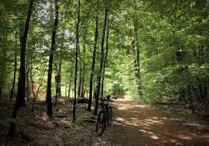 W bardzo zielonym lesie widać drogę, a na jej poboczu stoi rower.