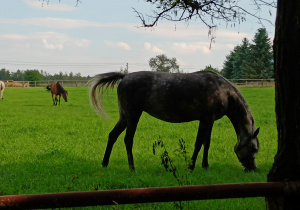 Koń pasący się na łące. Wiatr unosi jego ogon.