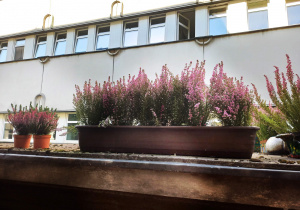 Na parapecie stoją dwie małe doniczki i skrzynka z zasadzonymi fioletowymi wrzosami. W tle budynek szpitalny.