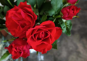 Pięć czerwonych róż na brązowym tle.