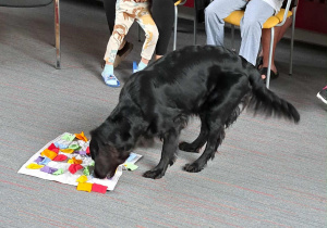 Na zdjęciu widać czarnego psa, który pochyla się nad kolorową matą sensoryczną ułożoną na podłodze. Mata jest wykonana z jasnego materiału i ma przyszyte lub przyklejone liczne kolorowe kawałki tkaniny w różnych barwach (czerwony, żółty, zielony, fioletowy, pomarańczowy). Pies prawdopodobnie szuka smakołyków lub zabawek ukrytych w zakładkach materiału, co sugeruje, że jest to element zajęć aktywizujących lub treningu węchowego. W tle widać fragment krzesła i podłogę pokrytą wykładziną w odcieniu szarości z czerwonymi liniami.