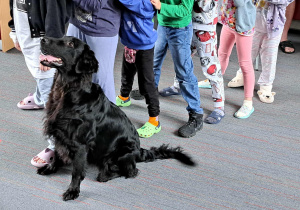 Na zdjęciu widać czarnego psa siedzącego na podłodze w pomieszczeniu, obok grupy dzieci stojących w rzędzie. Pies jest zwrócony w stronę osób, a jego sylwetka jest dobrze widoczna – ma długą, lśniącą sierść. Dzieci mają na sobie kolorowe ubrania i różne rodzaje obuwia, w tym kapcie, klapki i sportowe buty. Podłoga jest pokryta wykładziną w odcieniu szarości z cienkimi czerwonymi liniami. W tle widać fragment mebli i nóg dorosłej osoby. Scena wygląda na zajęcia integracyjne lub spotkanie edukacyjne z udziałem psa, prawdopodobnie w ramach dogoterapii lub warsztatów.