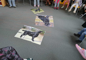 Na zdjęciu widać grupę osób siedzących w kręgu na krzesłach, a na podłodze ułożone są trzy duże obrazki złożone z kilku części – wyglądają jak puzzle przedstawiające czarnego psa w różnych pozach. Każdy obrazek składa się z kilku prostokątnych fragmentów dopasowanych do siebie, tworząc pełne zdjęcia psa. Podłoga jest pokryta wykładziną w odcieniu szarości z cienkimi czerwonymi liniami. Wokół widać nogi uczestników, którzy prawdopodobnie brali udział w układaniu tych puzzli. Scena wygląda na zajęcia grupowe, być może edukacyjne lub integracyjne, związane z tematem psa.