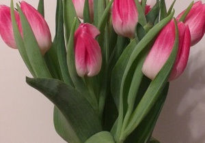 tulipanki dla Wszystkich Pracowników Służby Zdrowia