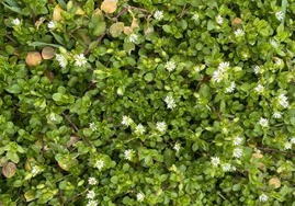 Na zdjęciu zielone młode listki rozchodnika z białymi pięciolistnymi kwiatuszkami, budzące się z zimowego snu po długiej zimie.