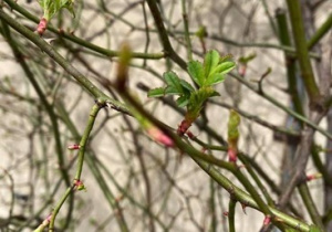 Zdjęcie przedstawia młode zielone listki na krzewie dzikiej róży.