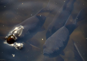 W brązowej wodzie widać trzy ryby. Dwie mają otwarte pyszczki. Jedna z nich wystawia pyszczek powyżej powierzchni wody.